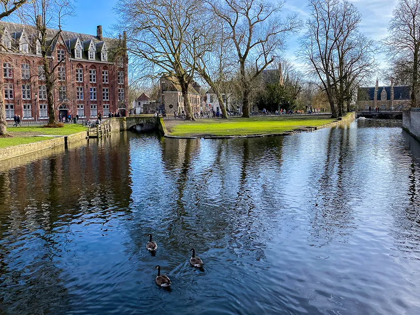 Trois canards sur les canaux de Bruges à proximité du Lac d'Amour