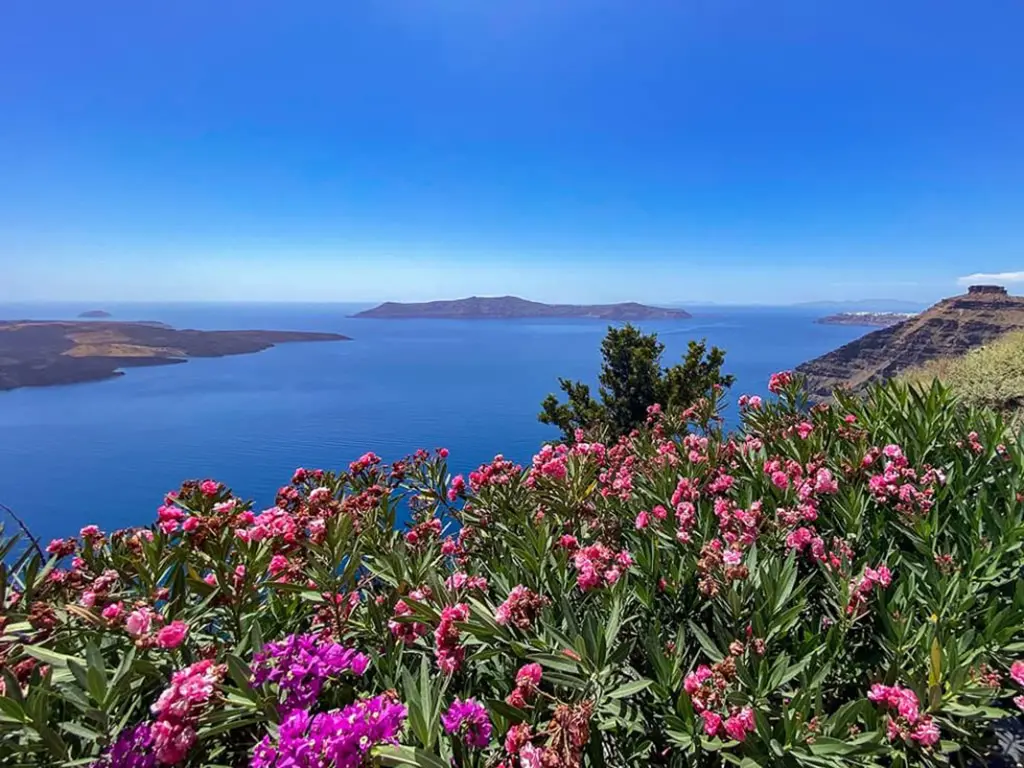 Des fleurs roses et la mer en arrière plan sur l'île de Santorin