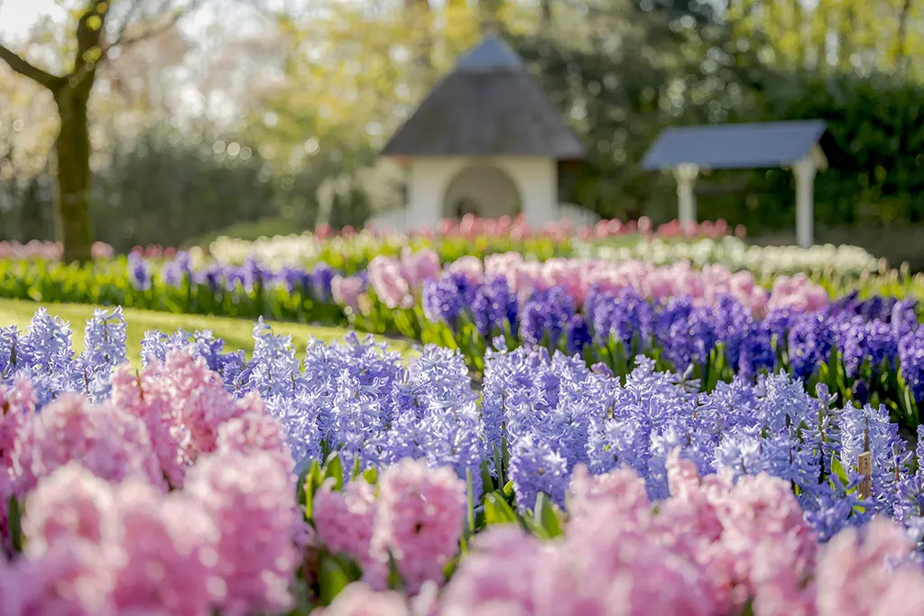 Visiter le parc de Keukenhof en 2024, le plus joli jardin au monde