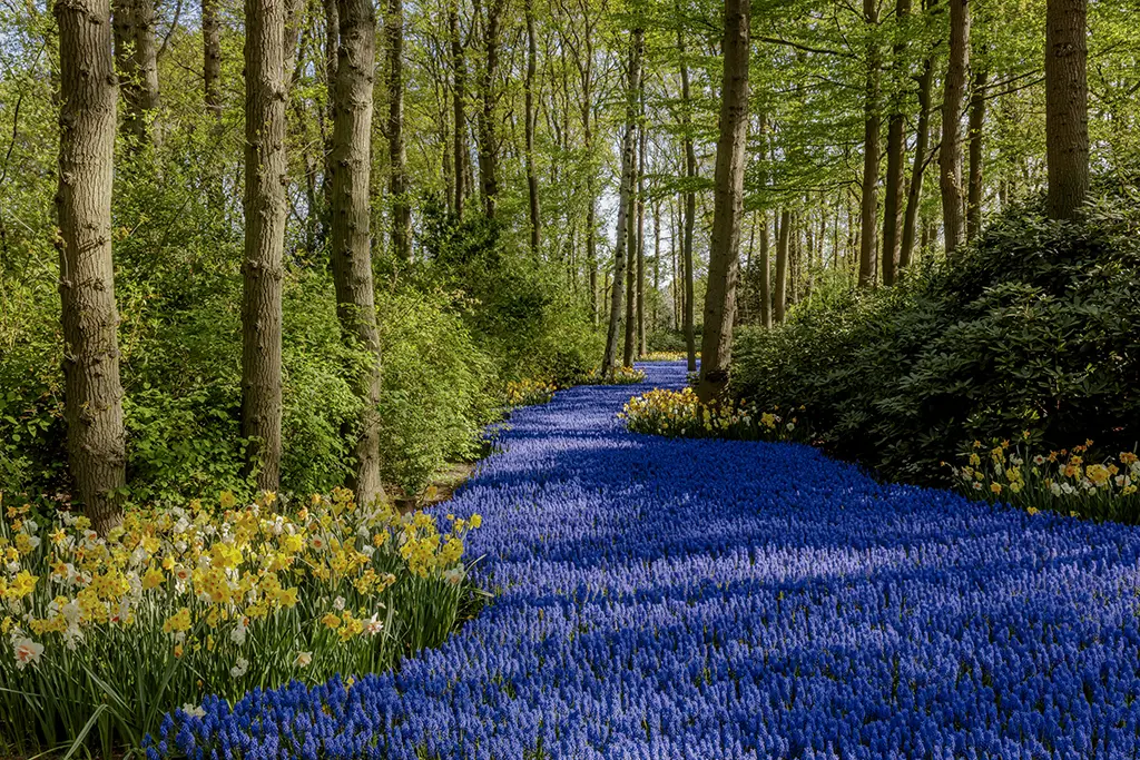 Visiter le parc de Keukenhof en 2024, le plus joli jardin au monde