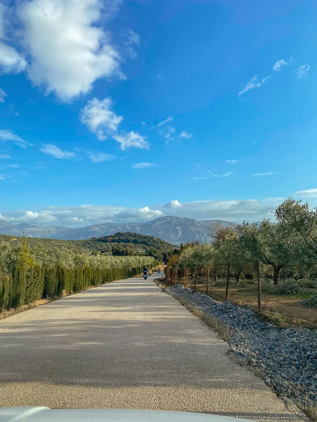 route bordée d'oliviers dans la province de Malaga