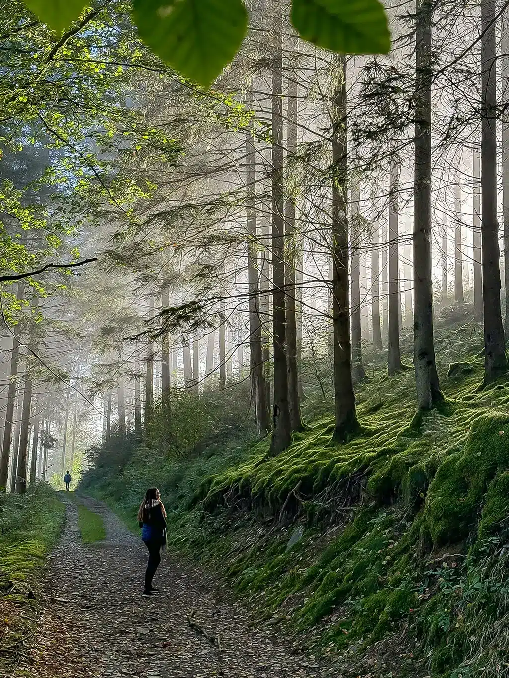 Balade matinale en forêt