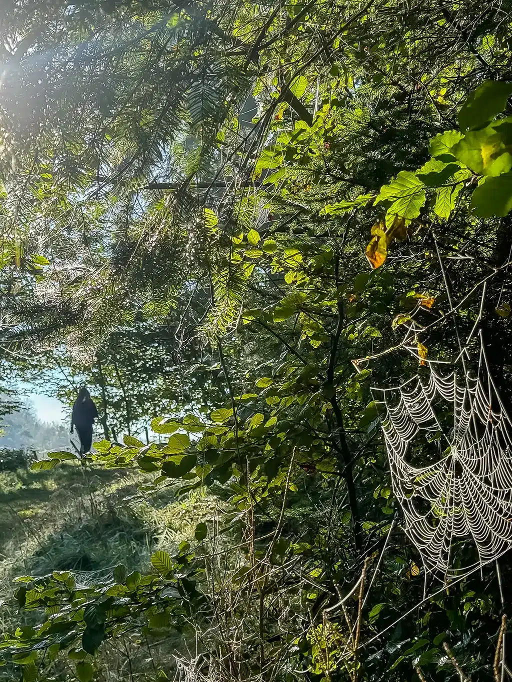 La forêt des Ardennes Luxembourgeoises en automne