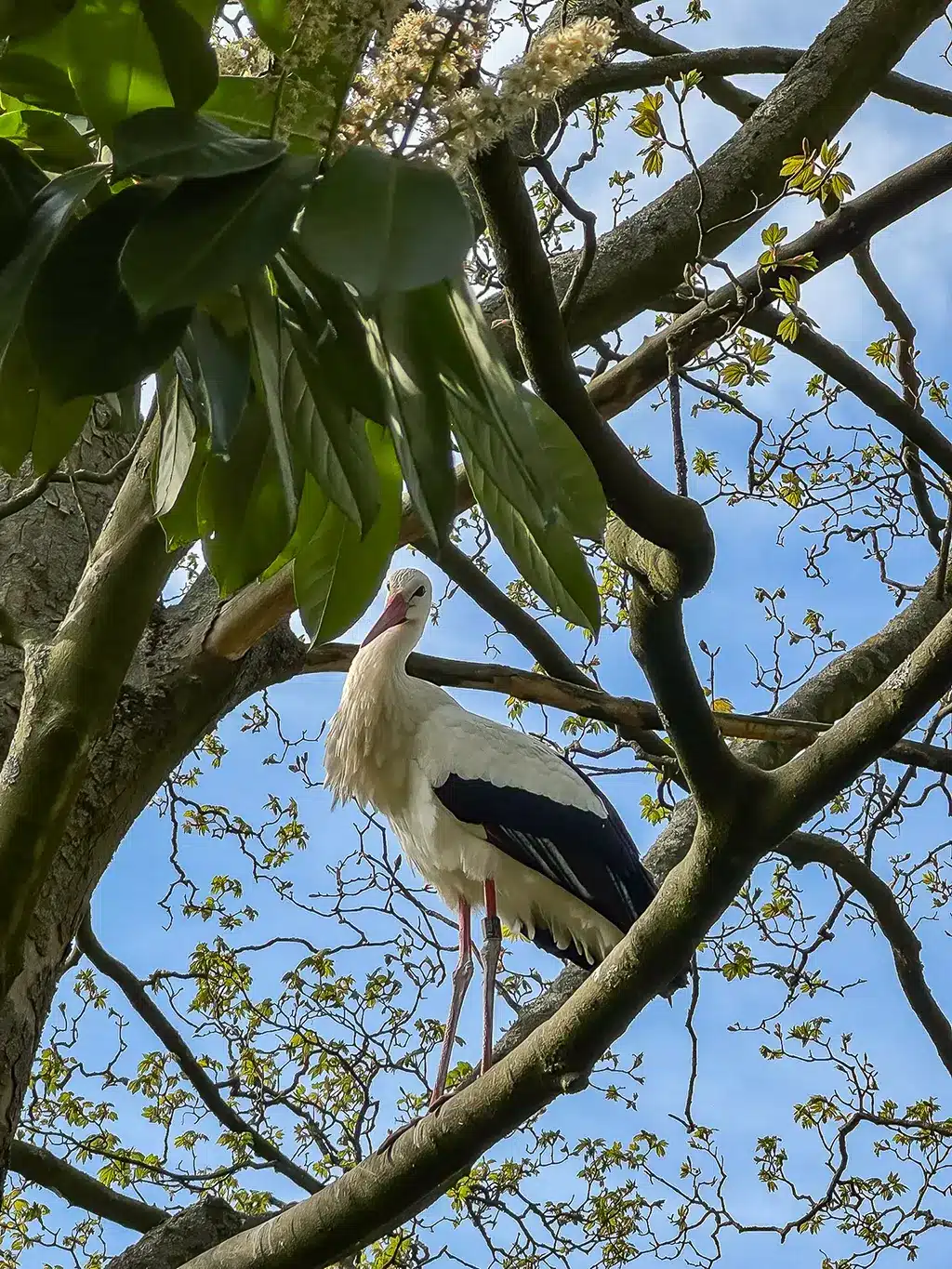 Avifauna