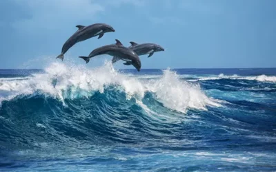 Quelles sont les activités proposées lors des excursions en mer en Martinique ?