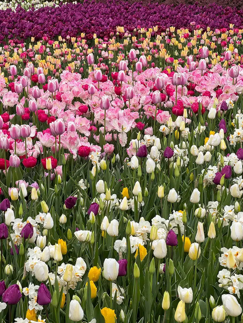 Keukenhof
