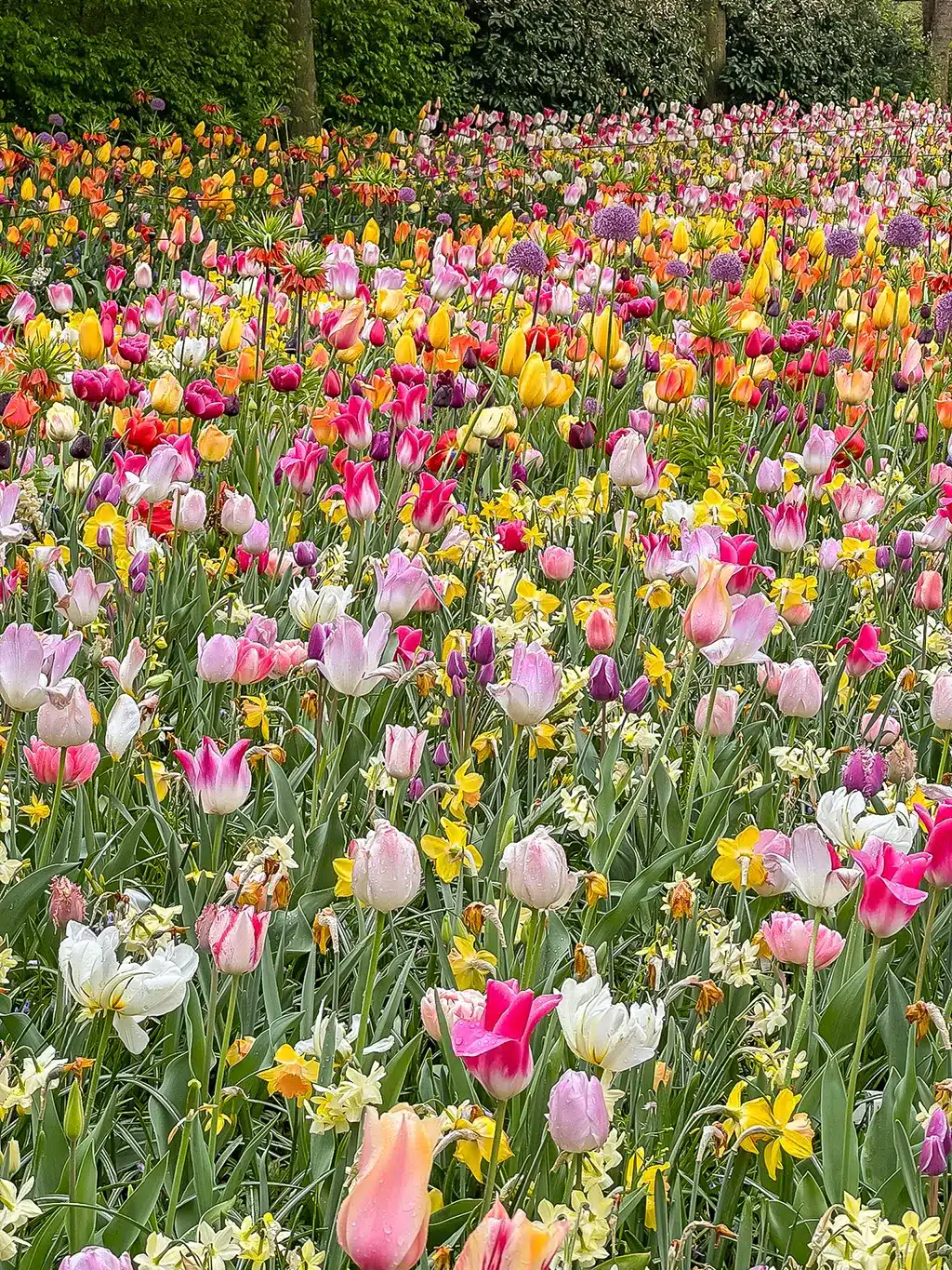 Visiter le parc de Keukenhof en 2025, le plus joli jardin au monde