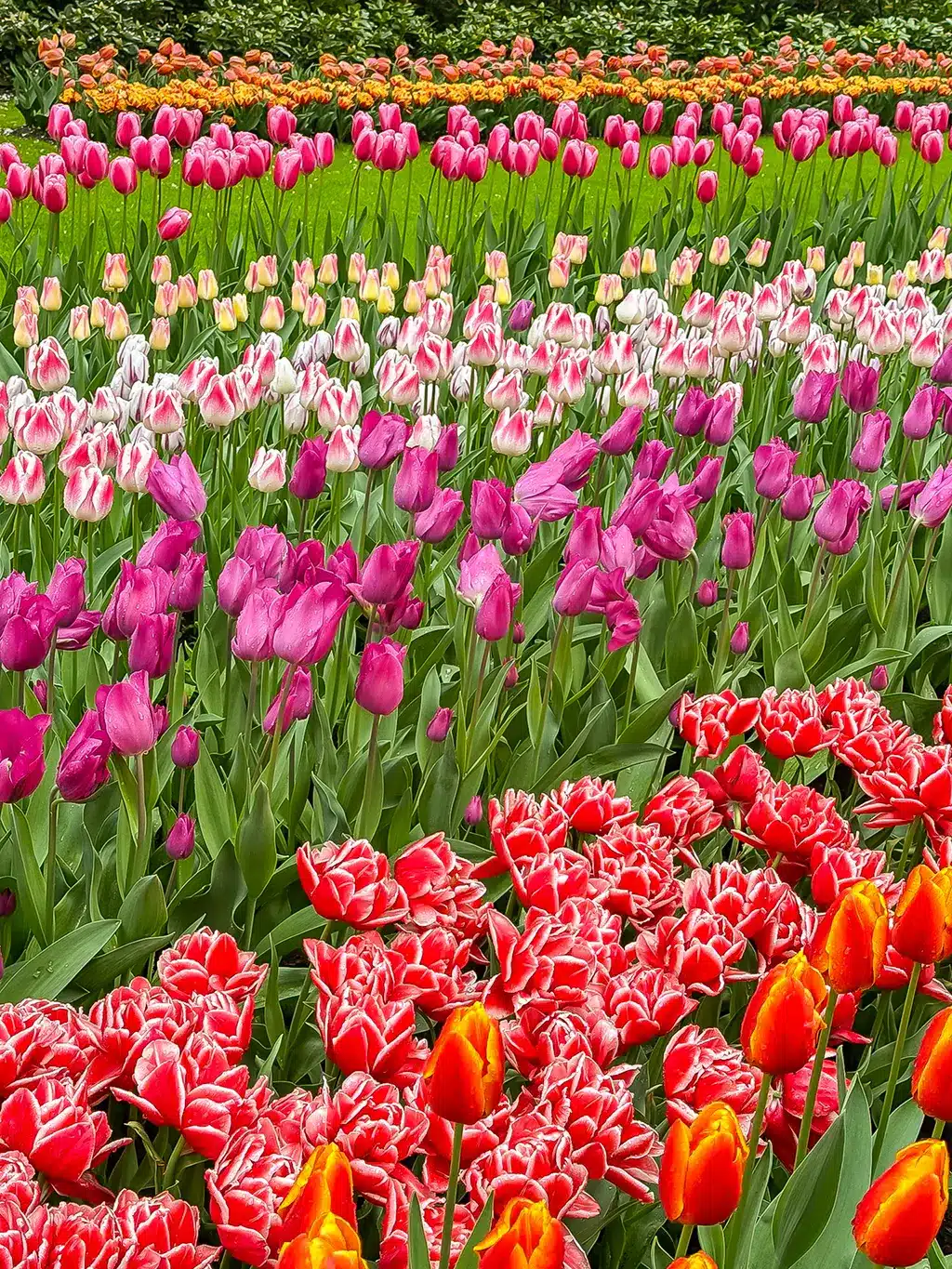 Keukenhof
