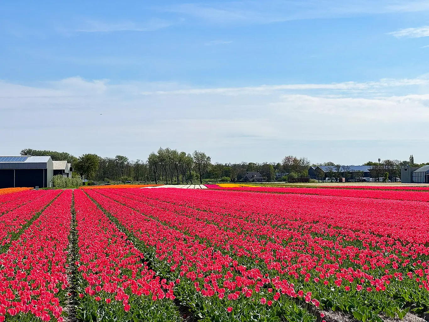 Champ tulipes