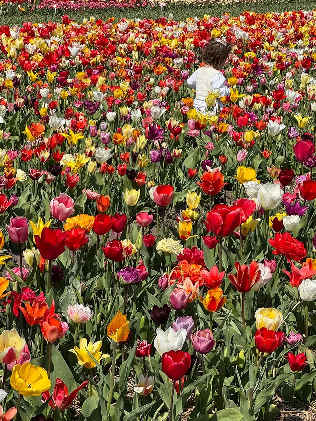 Tulip Experience Amsterdam : alternative à Keukenhof