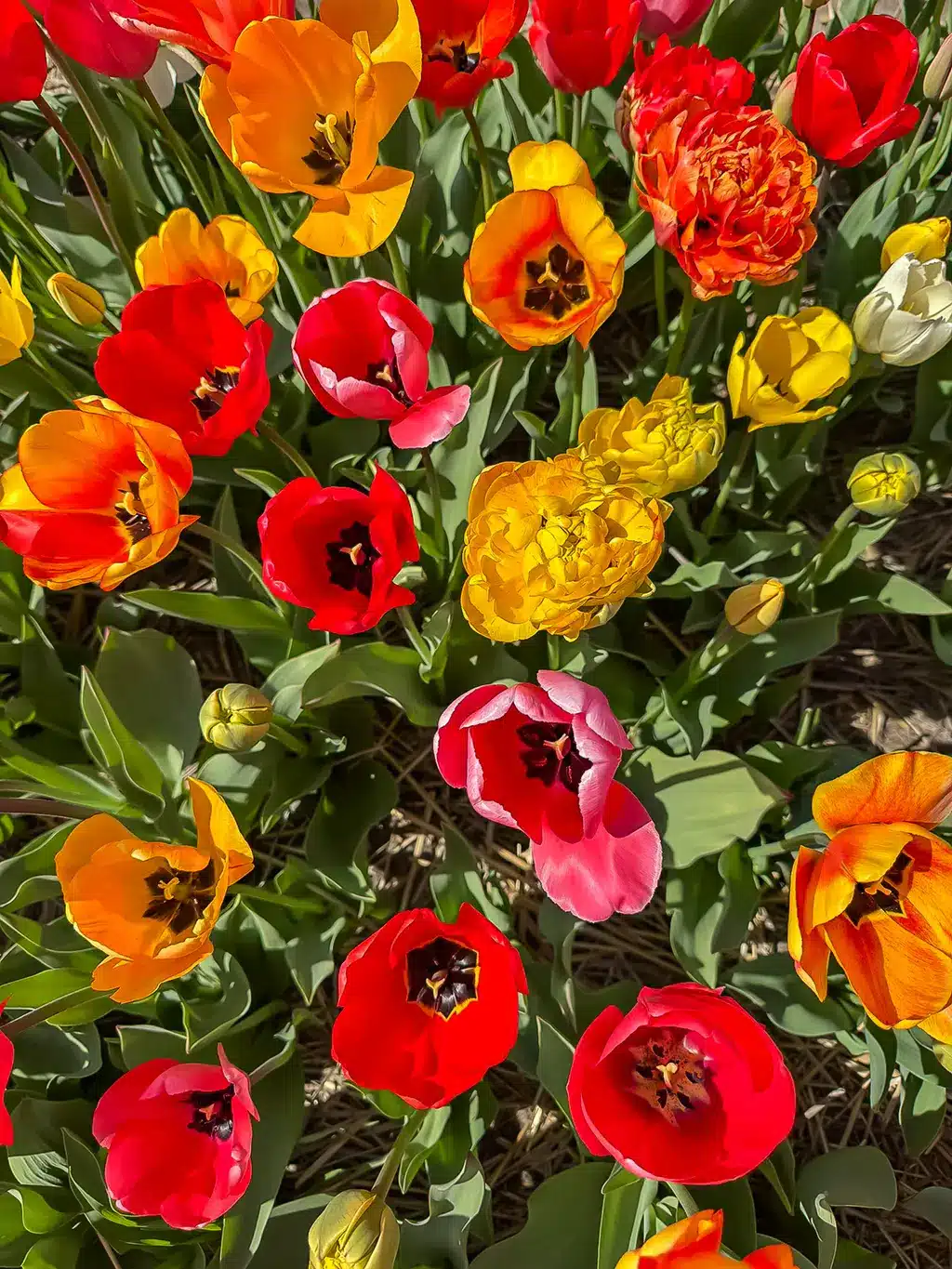 Tulip Experience Amsterdam : alternative à Keukenhof
