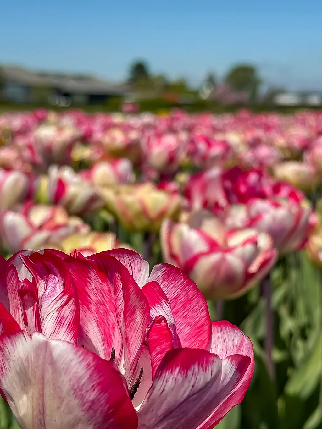 tulip-experience-26 Tulip Experience