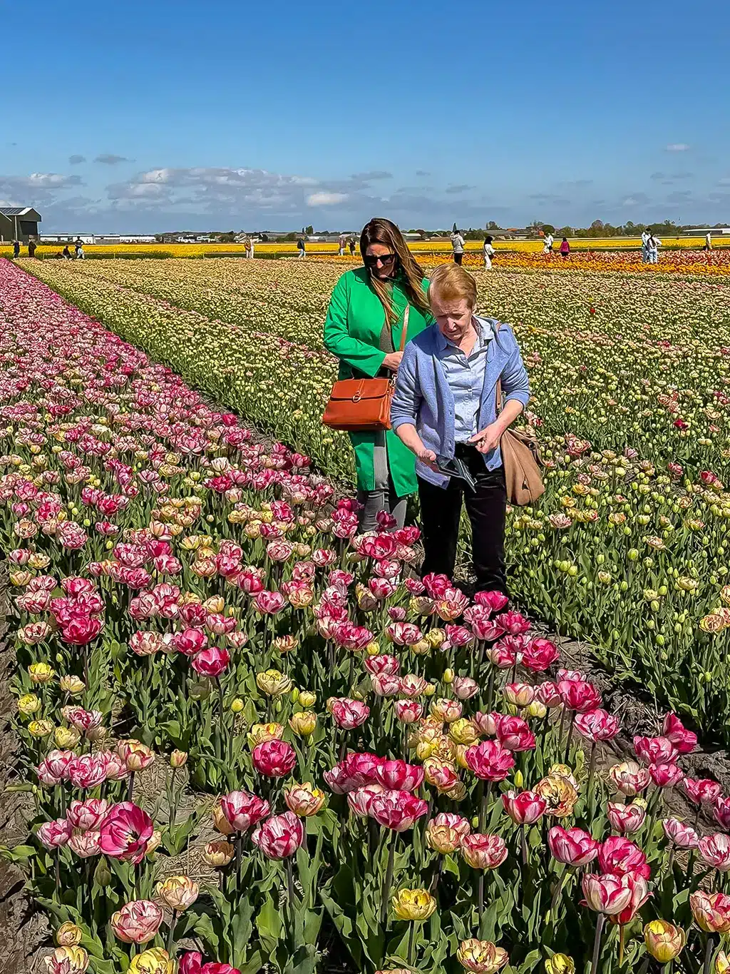 Tulip Experience Amsterdam : alternative à Keukenhof