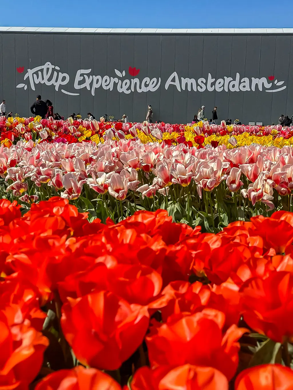 Tulipe Experience