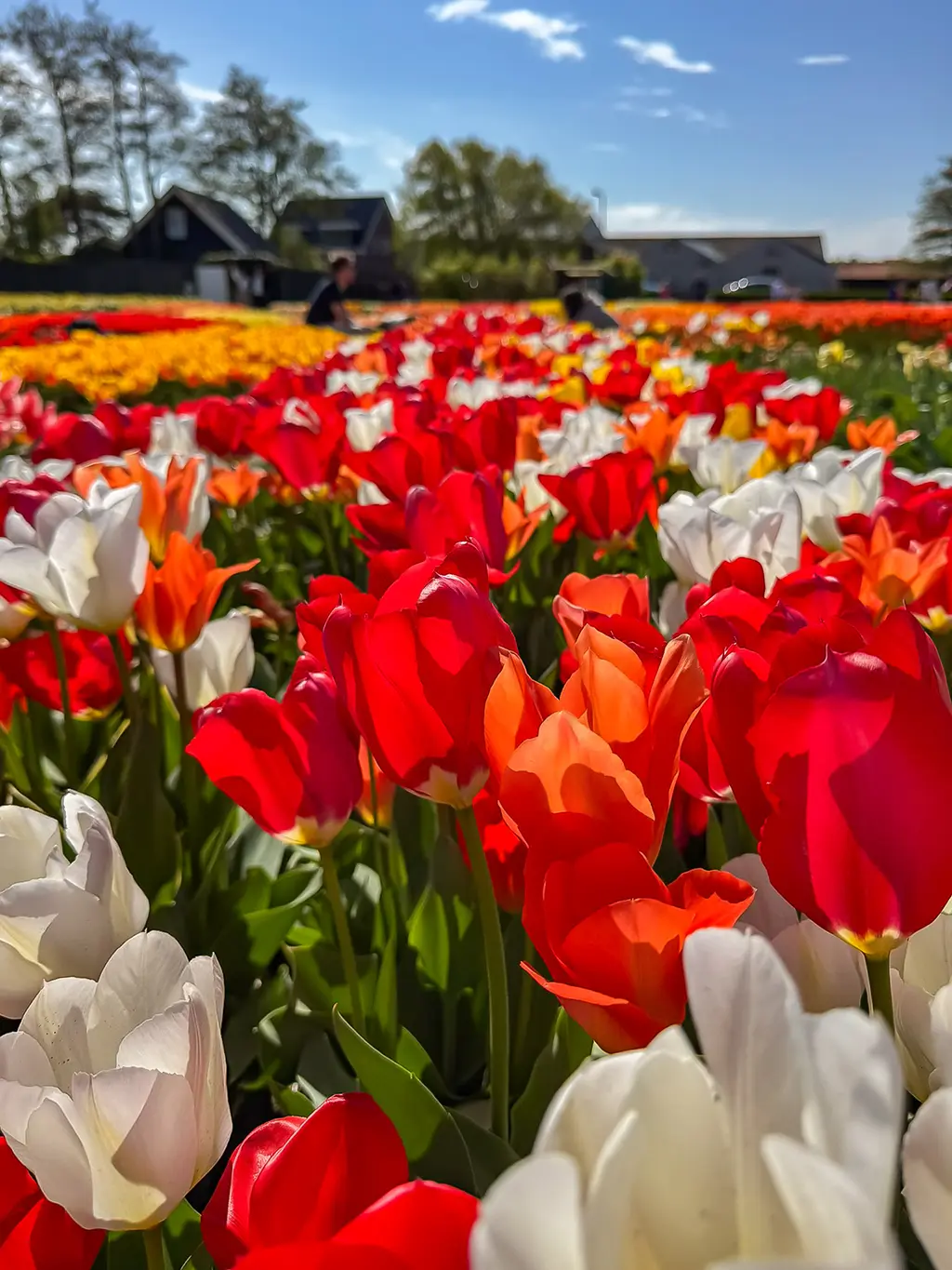 Tulip Experience Amsterdam : alternative à Keukenhof
