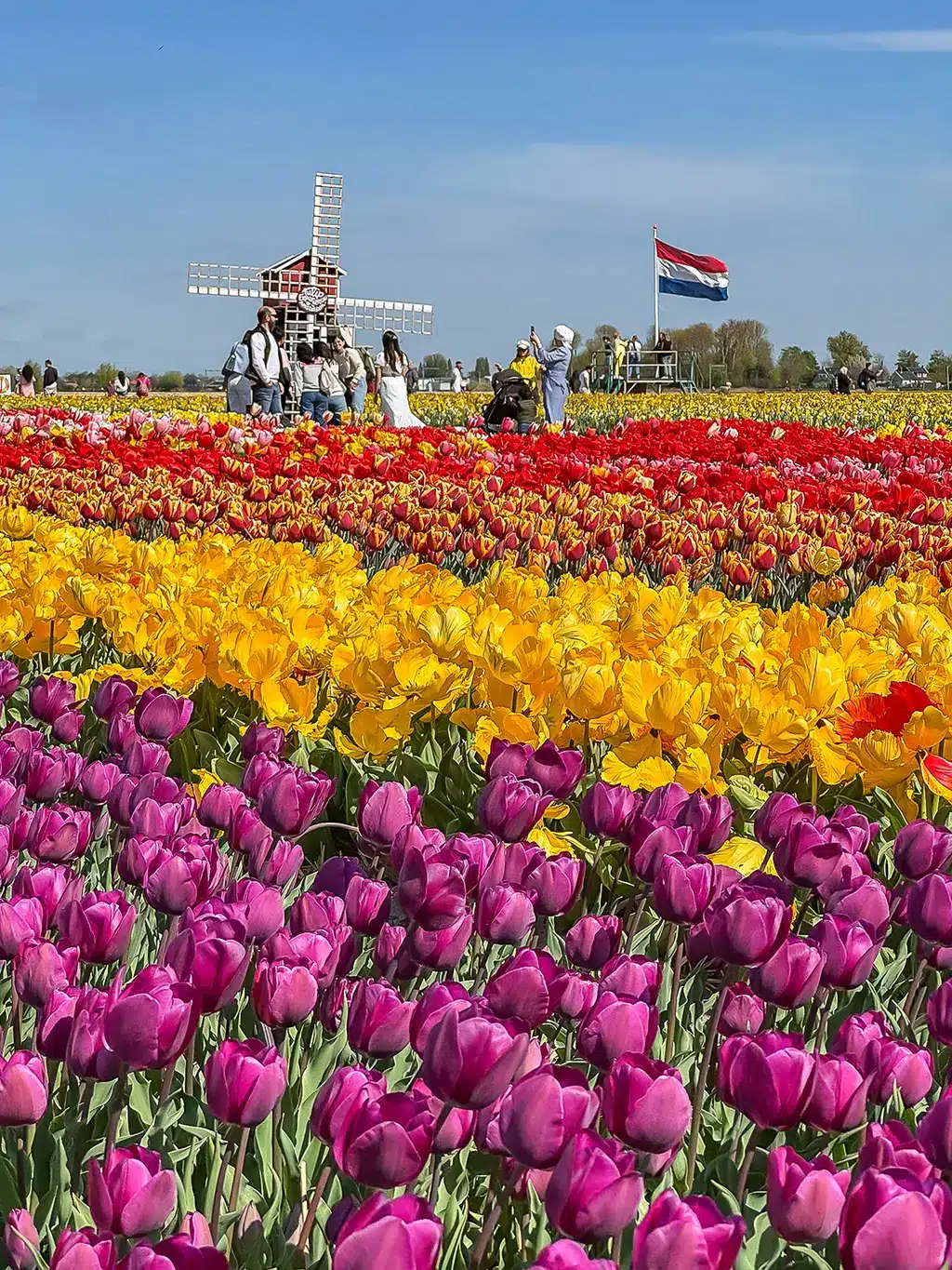 Tulip Experience Amsterdam : alternative à Keukenhof