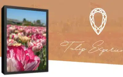 Tulip Experience Amsterdam : alternative à Keukenhof