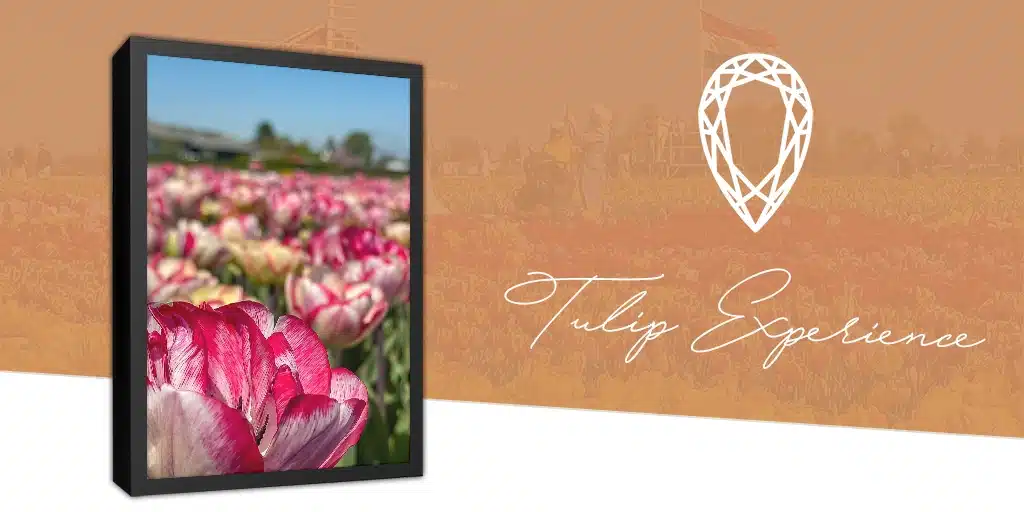 Tulip Experience Amsterdam