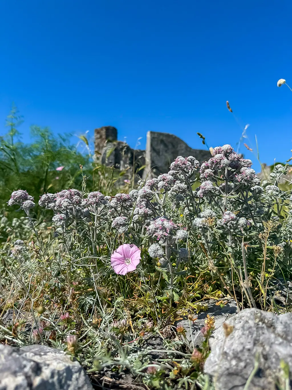 Château de Rozafa, végétation