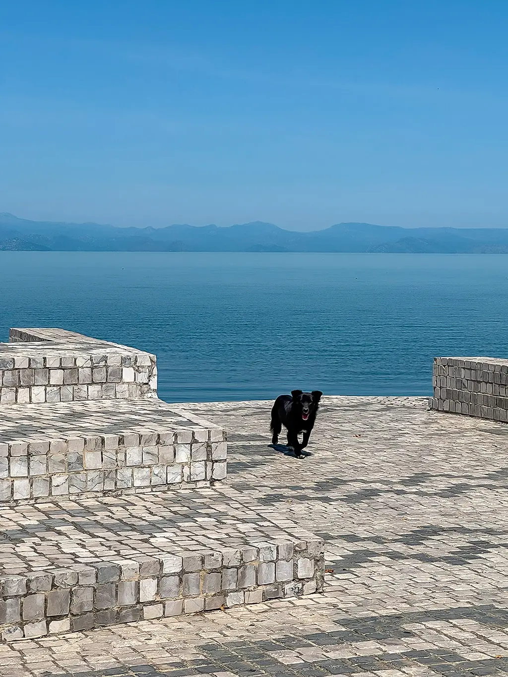 chien se baladant à shiroke