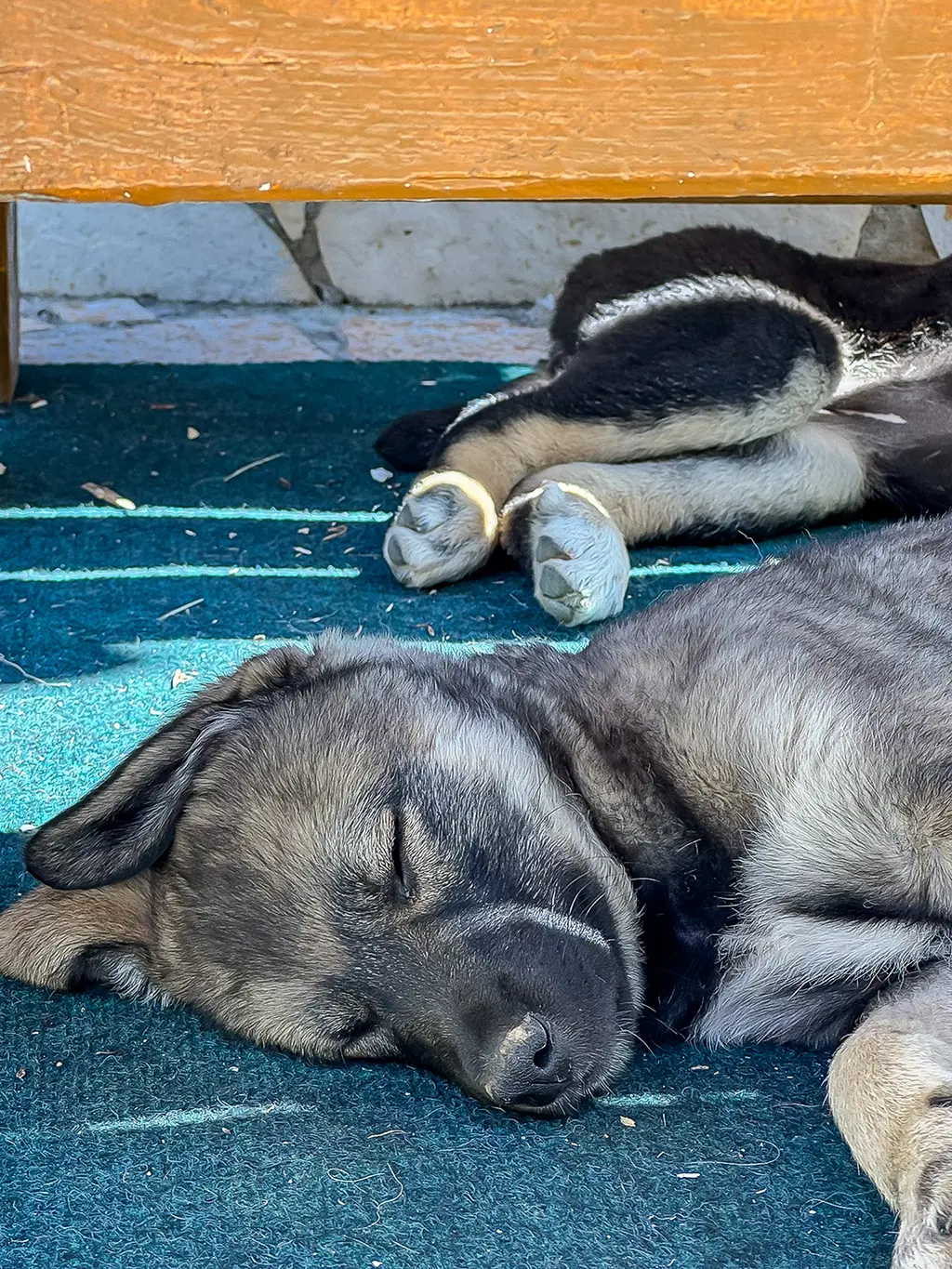 chiens en albanie
