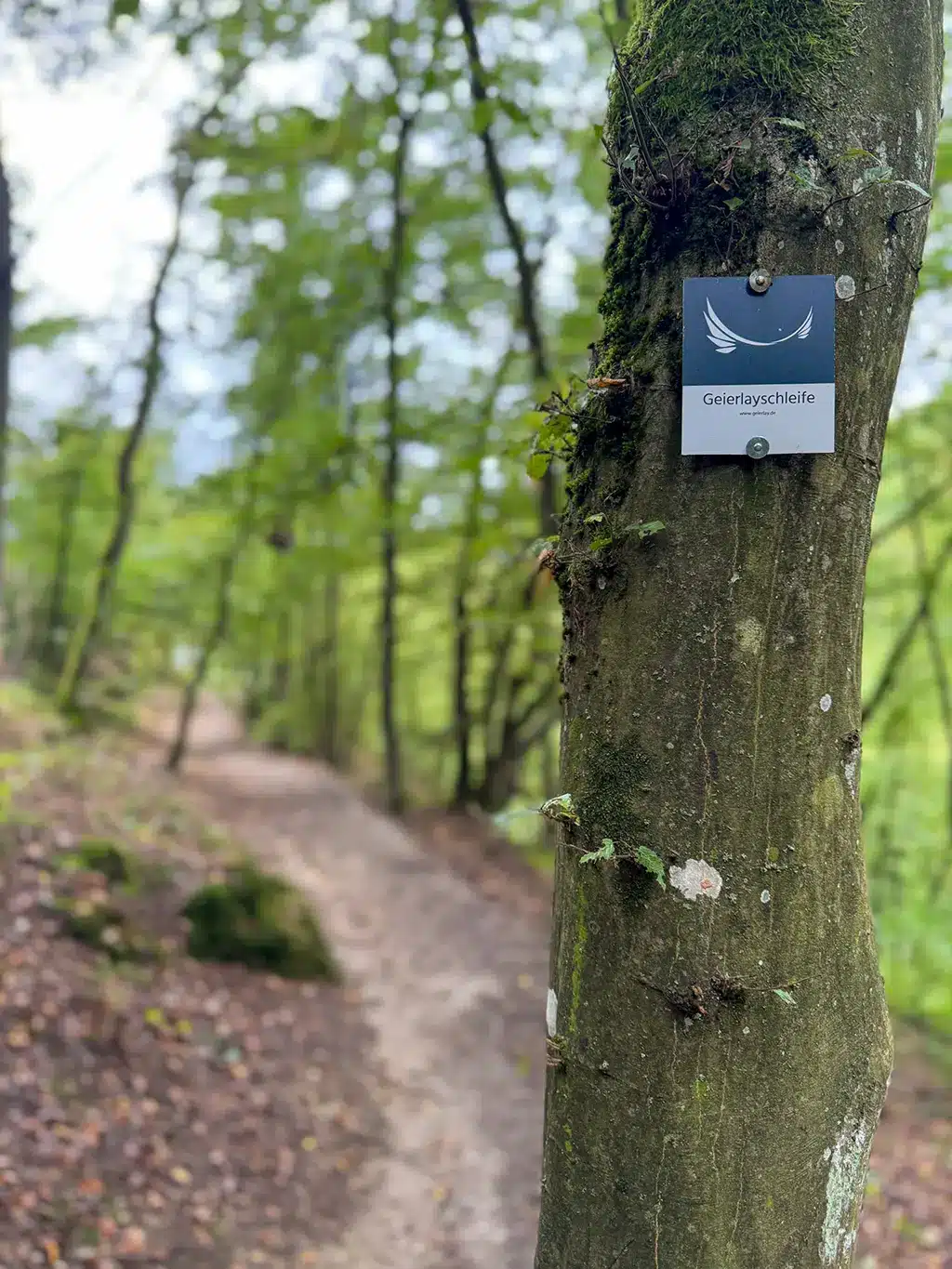 Visiter le pont suspendu de Geierlay : accès et conseils pratiques