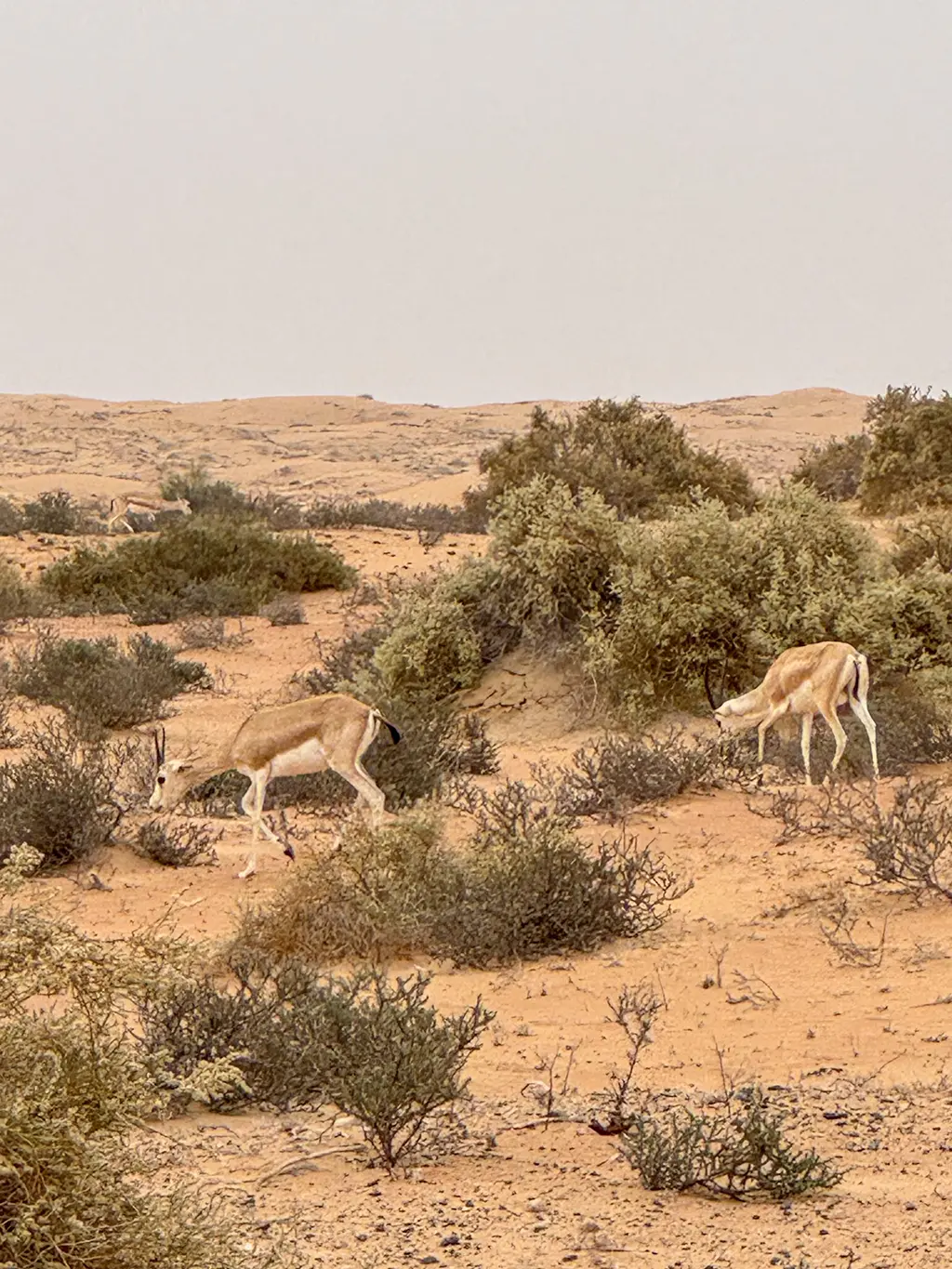 La meilleure excursion dans le désert de Dubaï : notre expérience avec Platinum Heritage