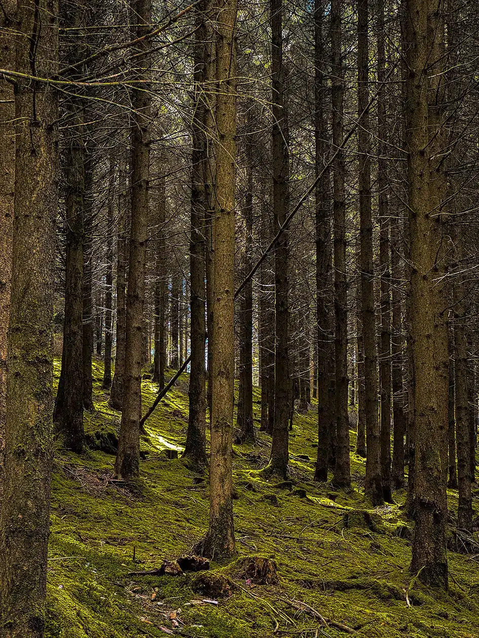 Brame du cerf en Belgique : où l’écouter et où dormir ?