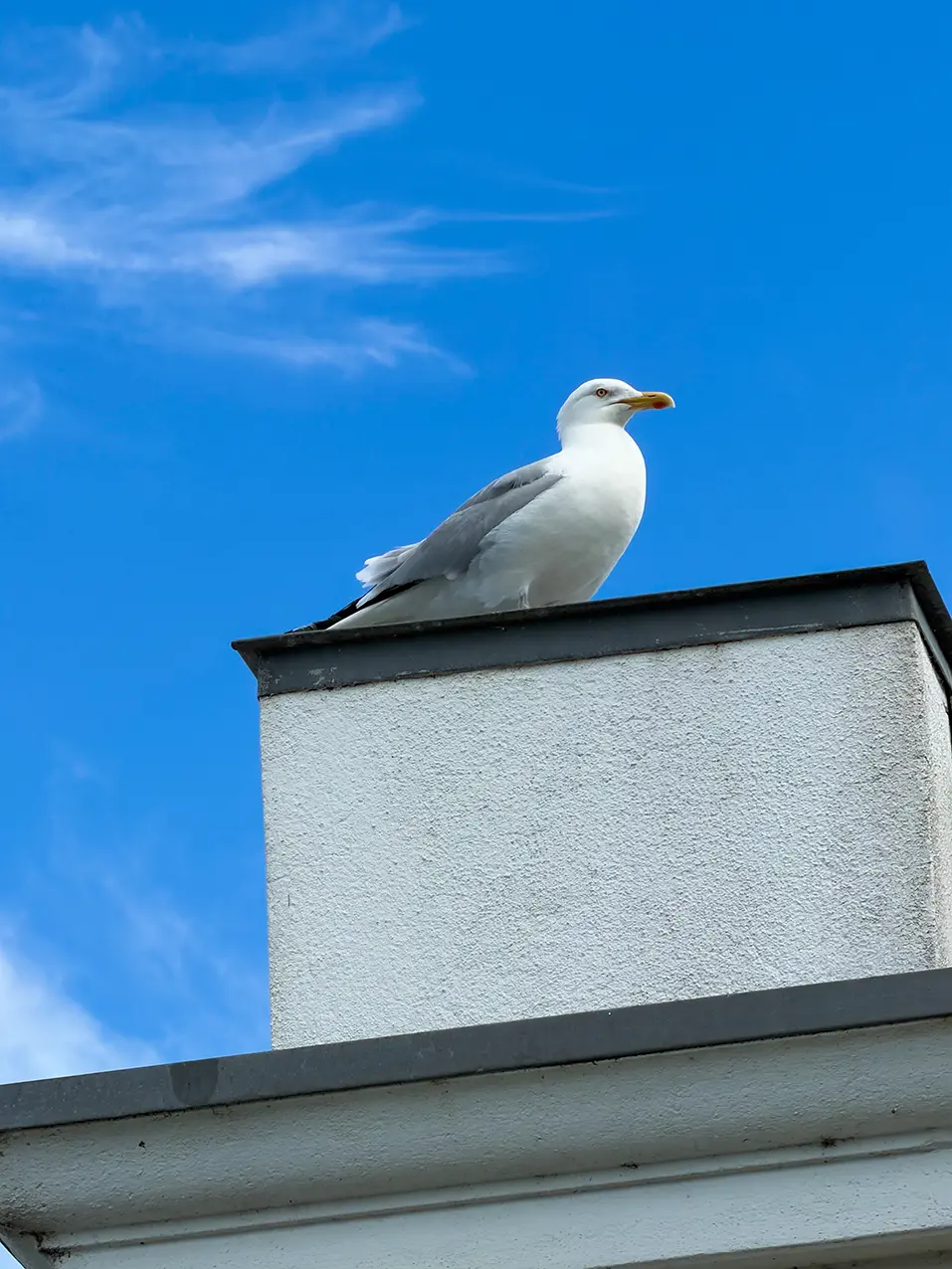 Goéland sous le ciel bleu à Dún Laoghaire