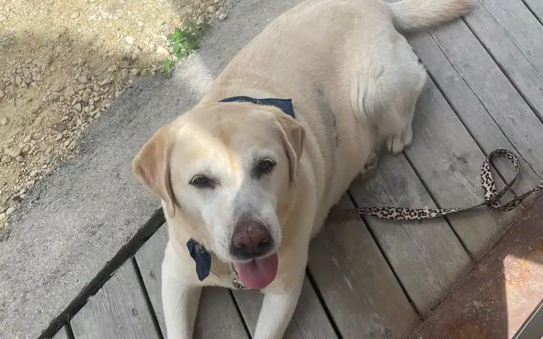 dog-friendly