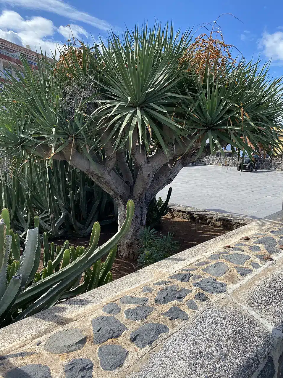 Visiter Puerto De La Cruz, les meilleures choses à faire et lieux à voir